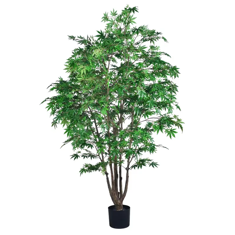 Trending Wholesale Green Maple - Dracaena Marginata review and price