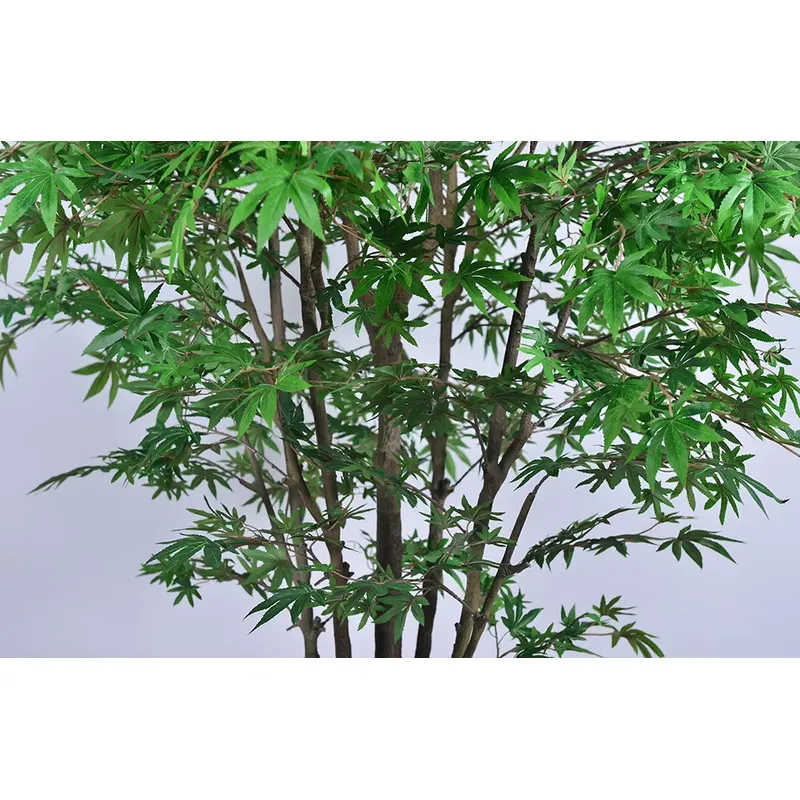 Trending Wholesale Green Maple - Dracaena Marginata review and price