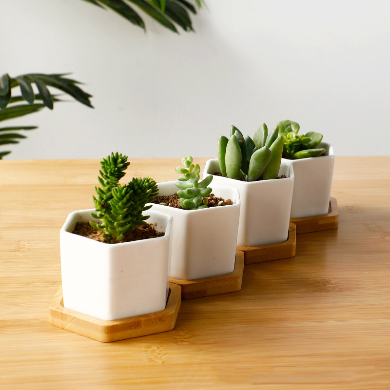Ceramic Flowerpot White Hexago - Aloe Vera Pot review and price