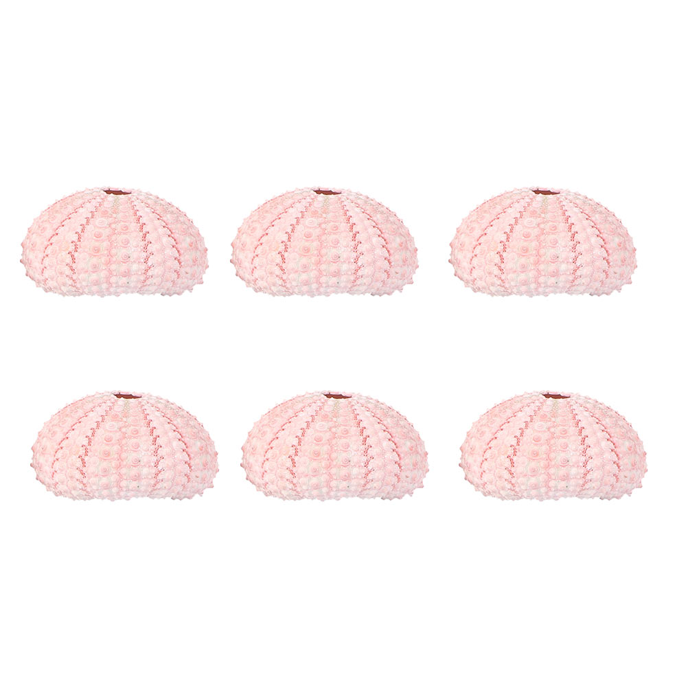6 Pcs Decorate Sea ​​urchin Sh - Aloe Vera Pot review and price