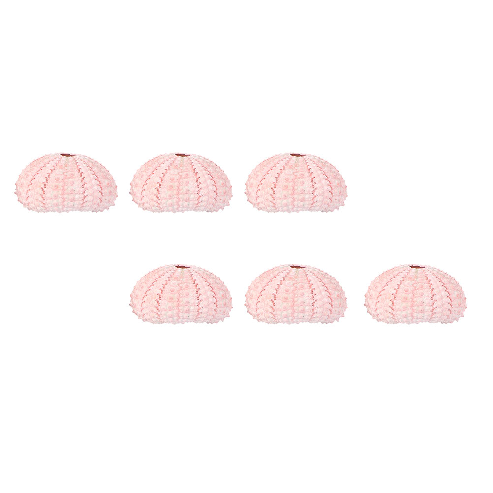6 Pcs Decorate Sea ​​urchin Sh - Aloe Vera Pot review and price