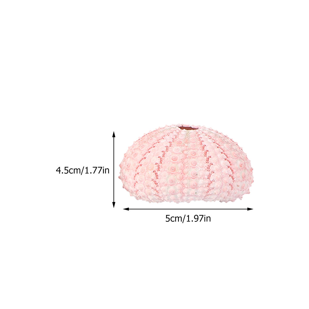 6 Pcs Decorate Sea ​​urchin Sh - Aloe Vera Pot review and price