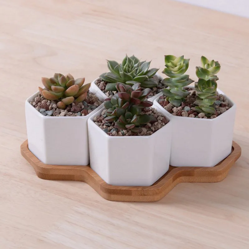 Set of 4/7/9/10 Hexagon Flower - Aloe Vera Pot review and price