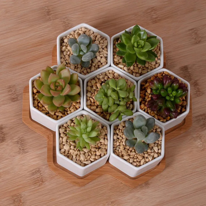 Set of 4/7/9/10 Hexagon Flower - Aloe Vera Pot review and price