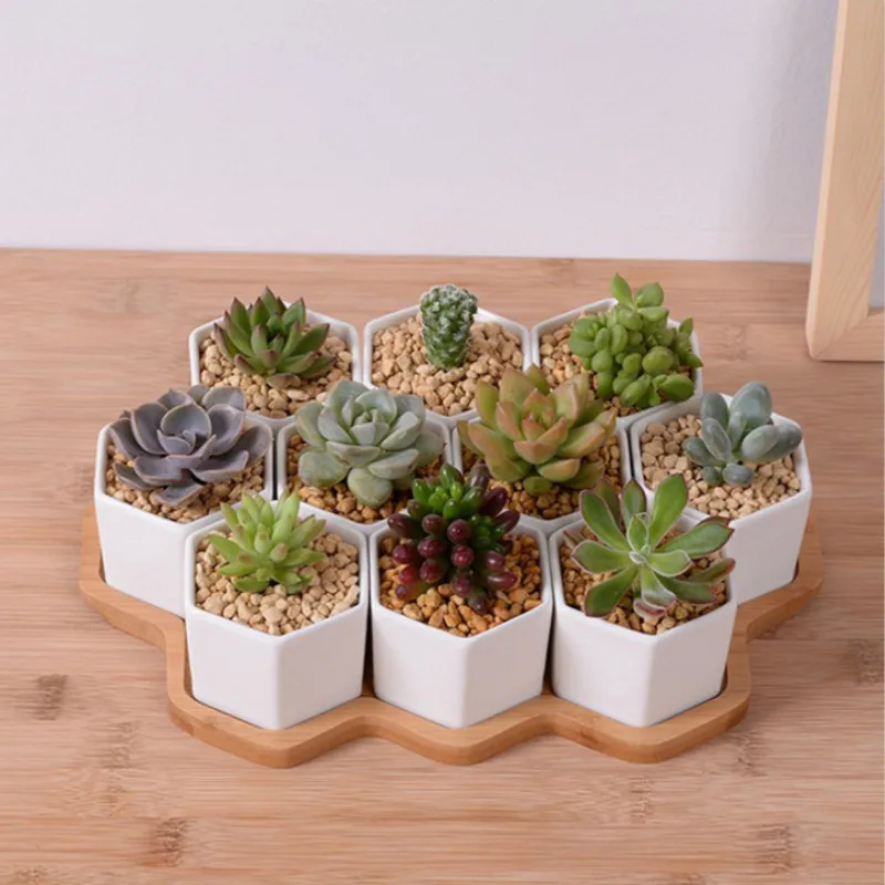 Set of 4/7/9/10 Hexagon Flower - Aloe Vera Pot review and price